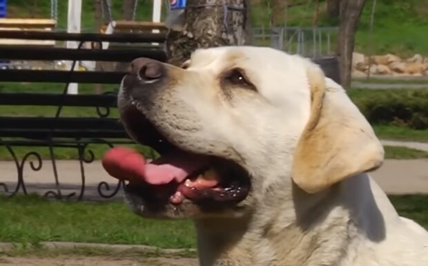 Der Labrador. Quelle: Screenshot YouTube