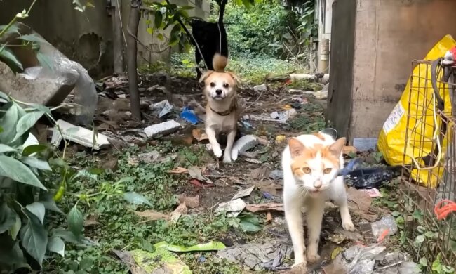 Die unglaubliche Rettung von Schnuffel und Miezi. Quelle: Youtube Screenshot