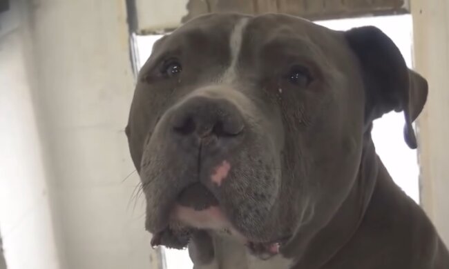 Pitbull. Quelle: Youtube Screenshot