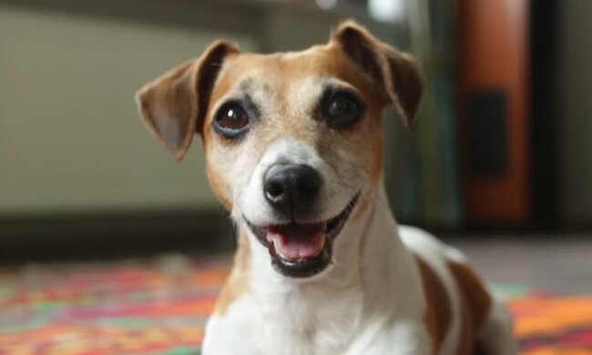 Lächelnder Hund. Quelle: Screenshot Youtube