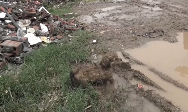 Ein Wunder auf vier Pfoten. Quelle: Youtube Screenshot