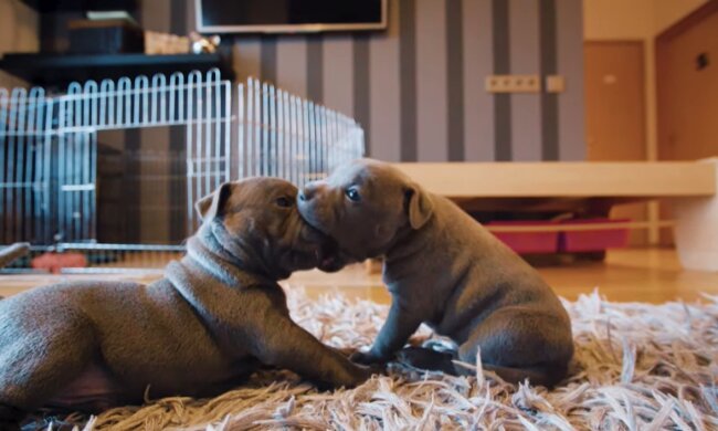 Welpen. Quelle: Youtube Screenshot