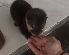 Der Otter. Quelle: Screenshot YouTube