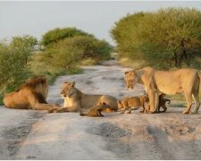 Zwei Löwen näherten sich dem verwundeten Fuchs: Edle Tiere verhielten sich wie Menschen