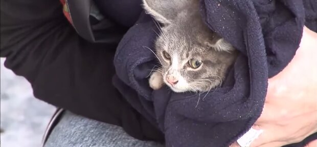Das kleine Kätzchen wartete jeden Tag am Straßenrand auf Hilfe: Gleichgültige Menschen gingen vorbei