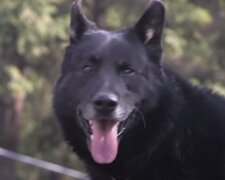 „Mutiges Herz“: Der Hund hat einen Teenager zwei Tage lang vor Kojoten im Wald geschützt