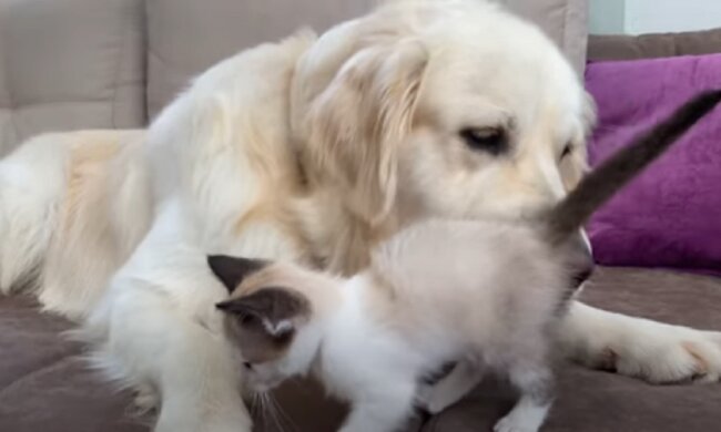 Der Hund war einsam, aber er verzweifelte nicht und machte sich auf die Suche nach einem Freund