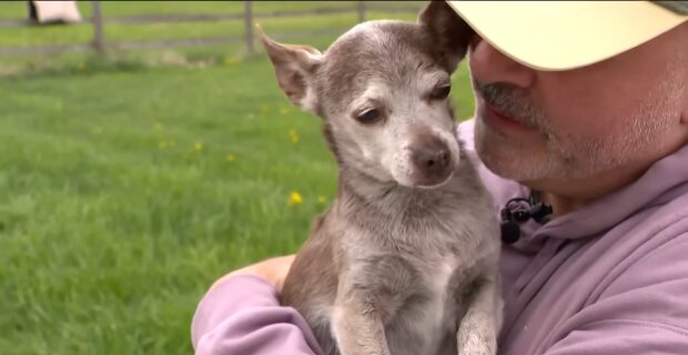 Chihuahua taucht nach 8 Jahren auf. Quelle: Youtube Screenshot