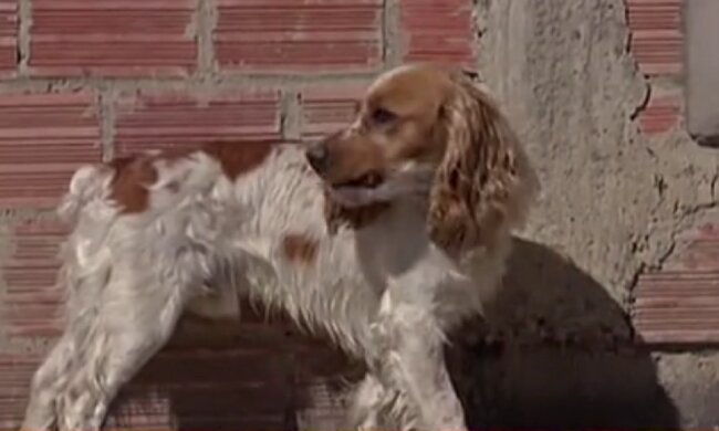 Ehemaliger Vermarkter füttert streunende Hunde in La Paz, um sie im Stich nicht zu lassen