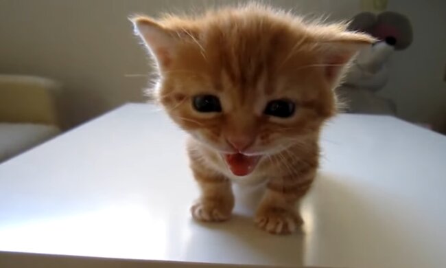 Kätzchen. Quelle: Screenshot YouTube