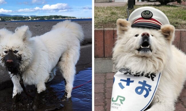 Begründete Entscheidung: In Japan wurde einem Hund eine hohe Position gegeben