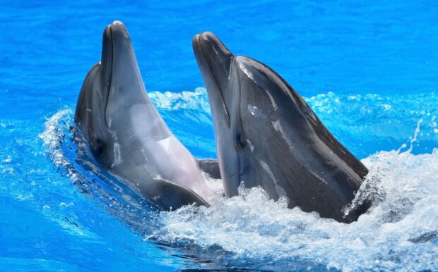Therapie mit Delphinen: Das Mädchen wurde dank eines Delphins namens Ian wieder gesund