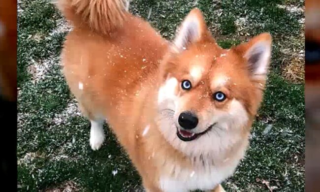 Entzückendes Haustier und Favorit der sozialen Netzwerken. Quelle: Screenshot YouTube