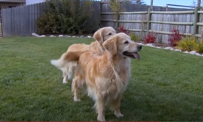 Freunde. Foto: Screenshot YouTube