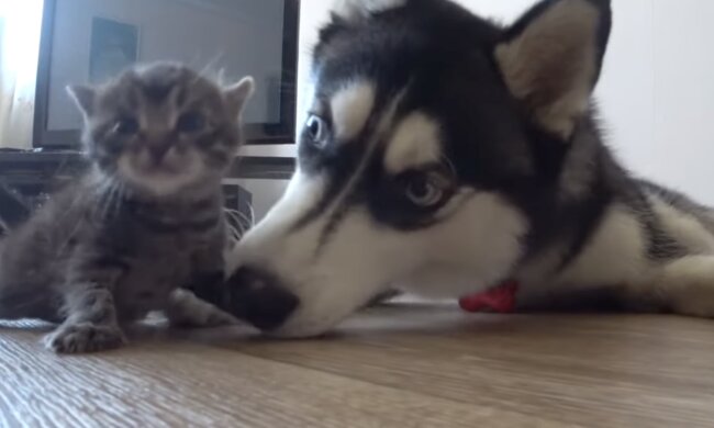 Husky und Kätzchen. Quelle: Screenshot YouTube