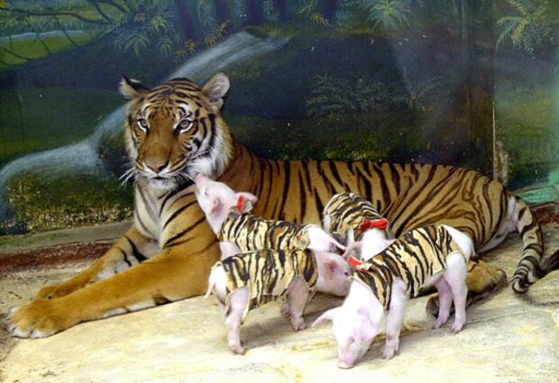 Tigerin adoptierte Ferkel: Geschichten von Adoptivmüttern in der Tierwelt