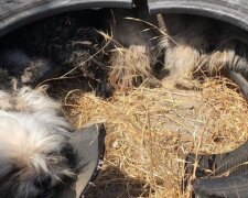 Drei Hunde wurden auf der Straße zurückgelassen und versteckten sich in einem alten Reifen, aber das Schicksal kam zur Rettung