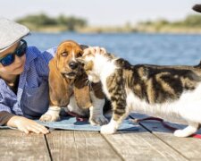 Hunderassen, die leicht mit Katzen auskommen