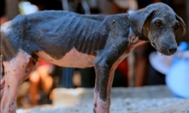 Hund in Indonesien. Quelle: YouTube Screenshot