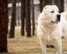 Hund.Quelle: Screenshot YouTube