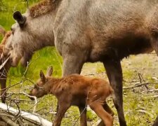 Mutti und die Babies. Quelle: Youtube Screenshot