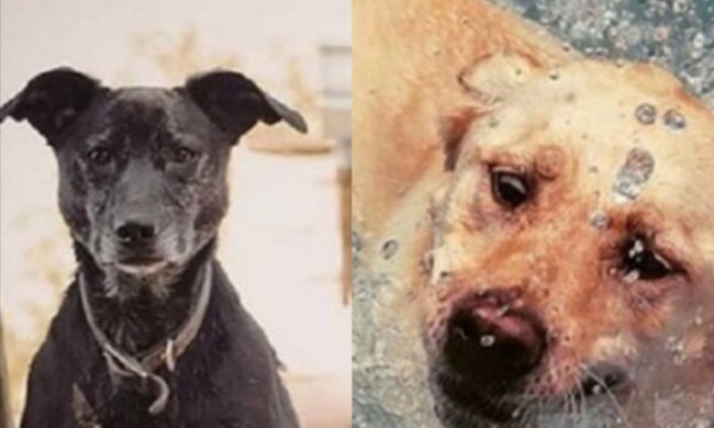 Shiva und Sadie. Quelle: Screenshot mur.tv