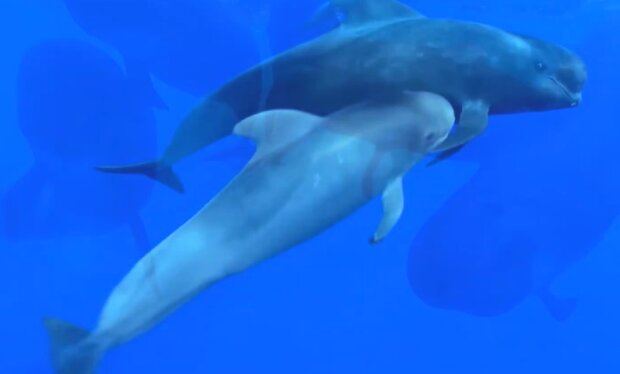 Wal und Delfin. Quelle: YouTube Screenshot