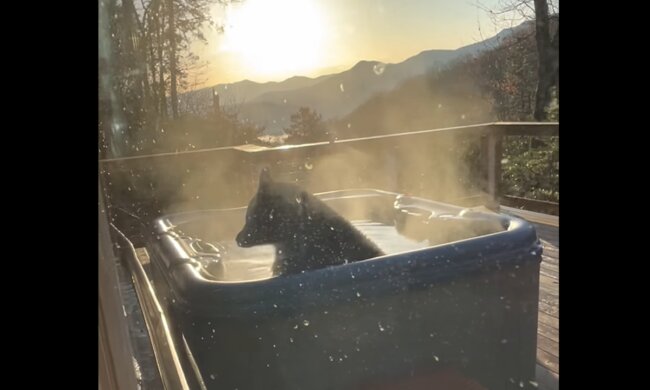 Bär im Jacuzzi. Quelle: Screenshot Youtube
