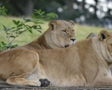 Die Frau zog zwei verwaiste Löwenbabys auf und musste sie dann dem Zoo geben, aber nach Jahren trafen sie sich wieder