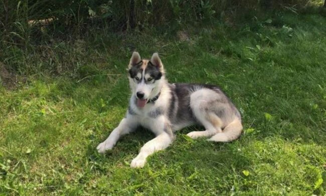 Warum das hübsche Hündchen selbst ins Tierheim kam