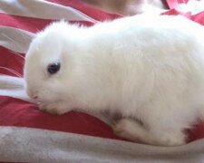 Das kleine Kaninchen wurde ohne Ohren geboren, aber seine neue Besitzerin fand eine ausgezeichnete Lösung