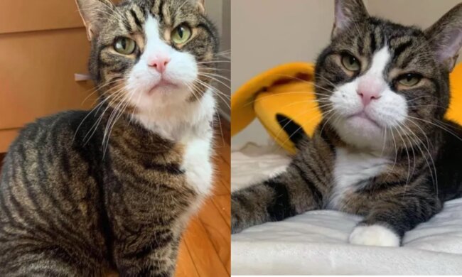 Eine liebenswerte Katze namens Großer Pruno. Quelle: www. bezkota.сom