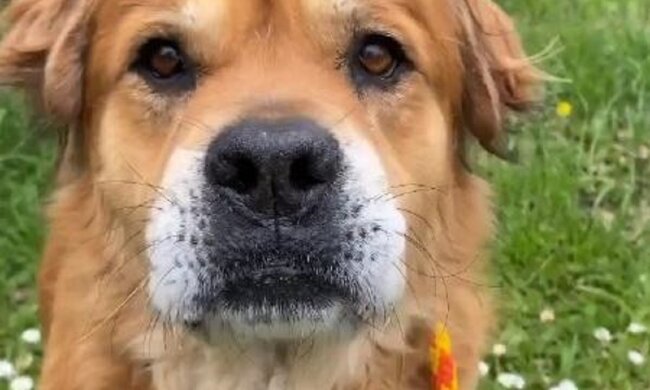 Der Arzt sagte, dass der Hund nur noch wenig Zeit hatte, aber das Tier lebt  friedlich weiter