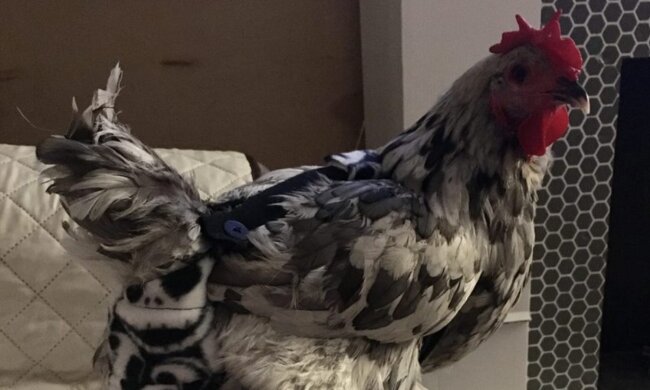 Liebe ist teurer als Geld: Eine Amerikanerin zahlte 10.000 Dollar für eine Hühnerherzoperation