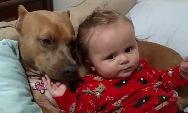 Erstaunliche Bestätigung der Hundetreue