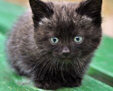 Frau holt ausgesetztes schwarzes Kätzchen ab: Mehrere Monate später ist das Tier nicht wiederzuerkennen