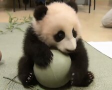 Panda-Baby. Quelle: Screenshot YouTube