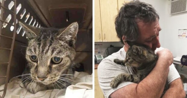 Der Mann suchte ein Jahr lang nach seiner Katze. 7 Jahre später trafen Sie sich und konnten die Tränen nicht zurückhalten