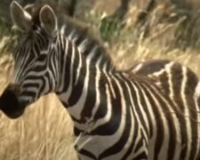 Zebra. Quelle: YouTube Screenshot