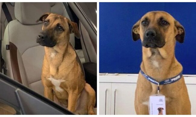 Hyundai. Quelle: Screenshot