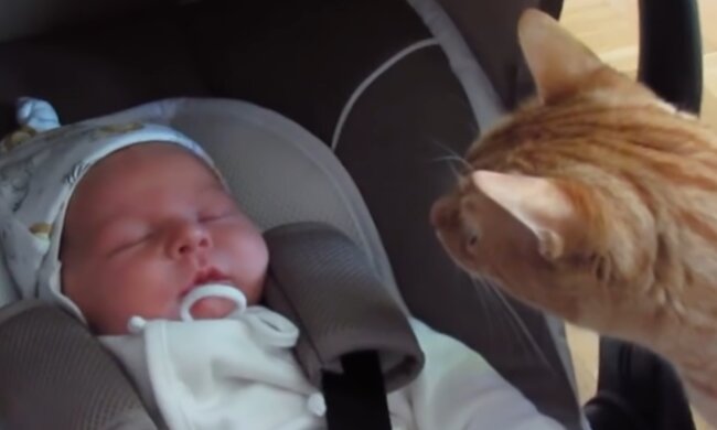 Junge und eine Katze. Quelle: YouTube Screenshot