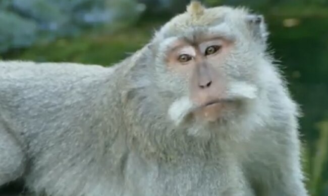 Bali-Makaken haben gelernt, den Touristen die wertvollsten Dinge abzunehmen und dann ein Lösegeld zu fordern