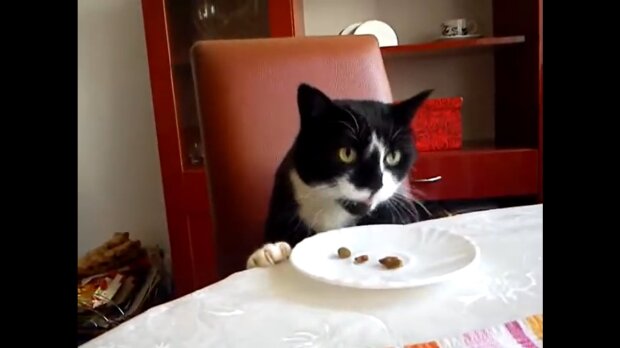 Katze isst am Tisch. Quelle: Youtube Screenshot