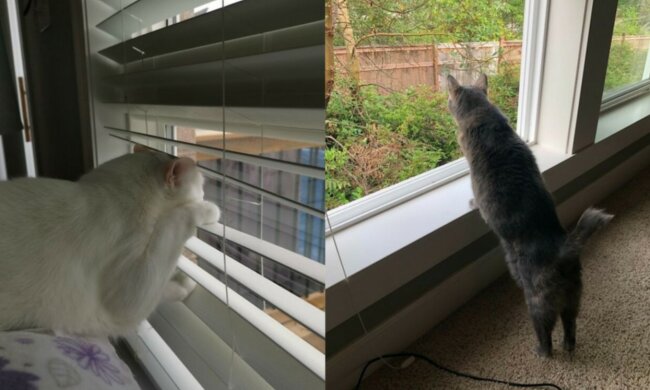 Neugierige Katzen. Quelle: life.com