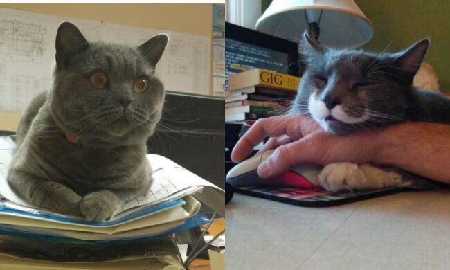 Katzen im Büro. Quelle: Screenshot