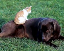 Kätzchen und Hund. Quelle: Screenshot Youtube