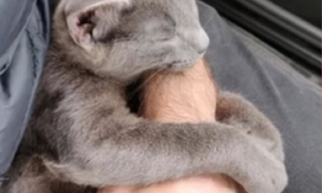 Leute blieben ein Jahr im Ausland, um eine streunende Katze nicht im Stich zu lassen