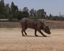 Ein riesiger Pitbull machte allen Angst, bis er zu den Rettern kam