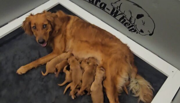 Tierisches Wunder. Quelle: Youtube Screenshot