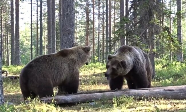 Aufrichtige Dankbarkeit: zwei gerettete Bärinnen danken den Menschen für ein neues Leben